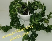Hoya Hindu Rope Whole Plant Hanging Basket Hoya Carnosa Compacta Actual Inventory Pictures FREE SHIPPING
