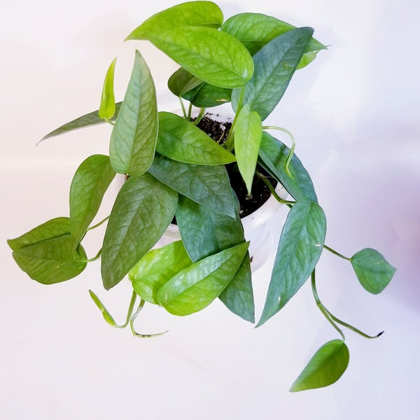 Cebu Blue Pothos Epipremnum Pinnatum