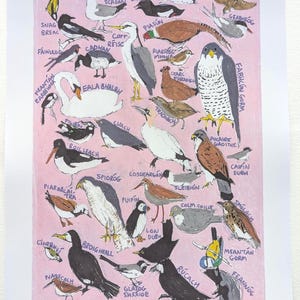 May include: A pink print showcasing a variety of birds, each labelled with Gaelic names. The illustrations are colourful and artistic, with detailed depictions of each species. Includes a swan, heron, and puffin.