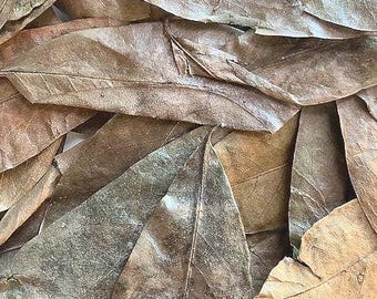 Small BatchSoursop Leaf (Graviola) – Immune Support, Natural Wellness Tea & Spiritual Cleansing Herb – Wildcrafted, Dried Leaves – 1oz / 4oz