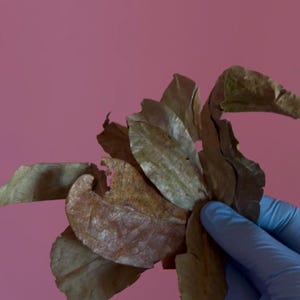 May include: A cluster of dried, brown, and brittle leaves with visible veins and irregular edges. The leaves are held together in a bunch, displaying various shades of tan, copper, and muted brown tones with some areas showing signs of decay.