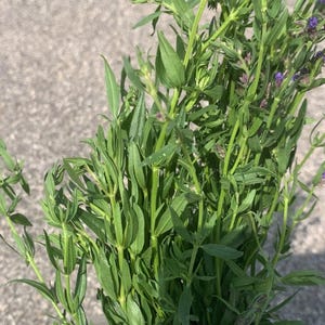 May include: A bundle of fresh green herbs with small, elongated leaves and a few tiny purple flowers. The herbs are tightly packed together, held in a clear plastic bag, and are likely for culinary use.