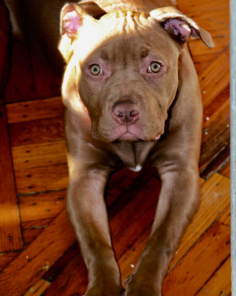 Pitbull Puppy Cinnamon 8x10 Poster Cute Pit Pup Download Etsy