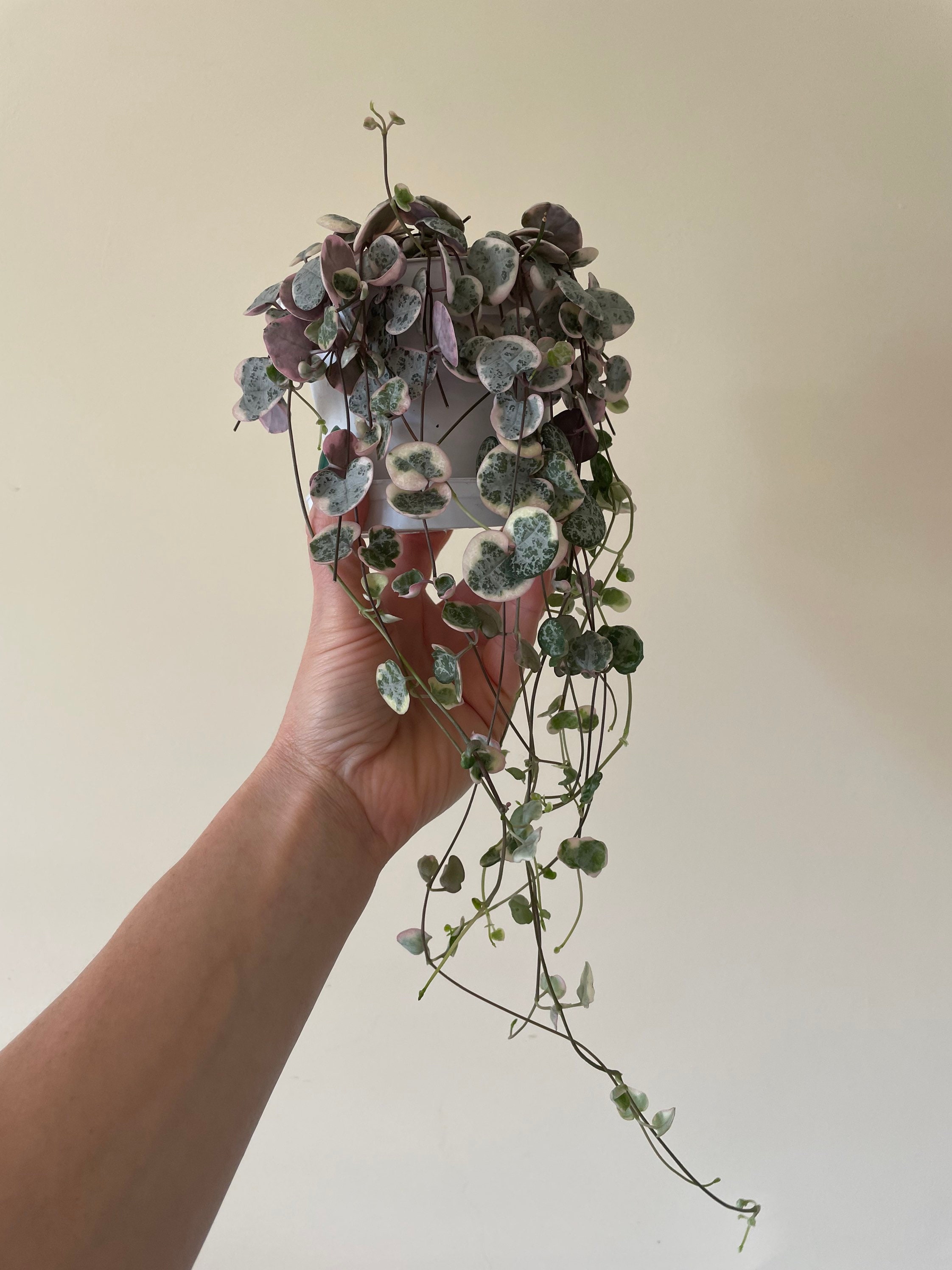 Variegated String of Hearts VSOH Ceropegia Woodii Etsy