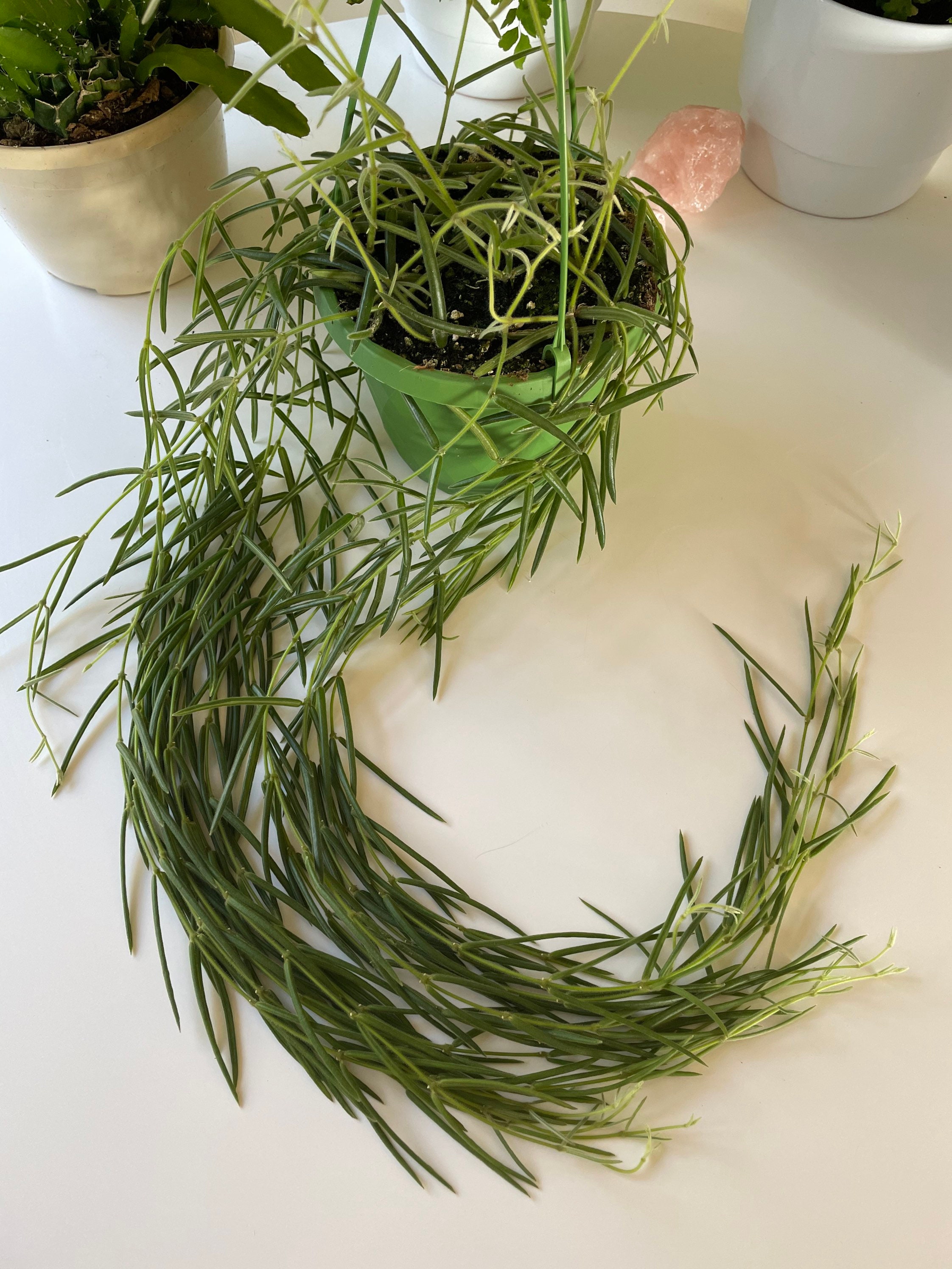 Hoya Linearis Hoya Linearis Full Plant 70cm Hoya Trailing Etsy