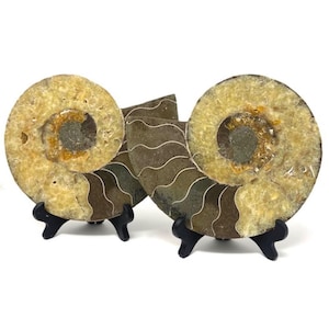 Natural Ammonite Fossil Set: Cleoniceras from Madagascar