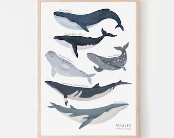Whale Species Printable Wall Art – Ocean Sea Creatures Poster, Marine Life Nursery Decor, Kids Bedroom Artwork, Coastal Digital Download