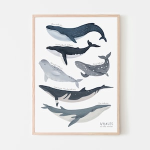 Whale Species Printable Wall Art – Ocean Sea Creatures Poster, Marine Life Nursery Decor, Kids Bedroom Artwork, Coastal Digital Download