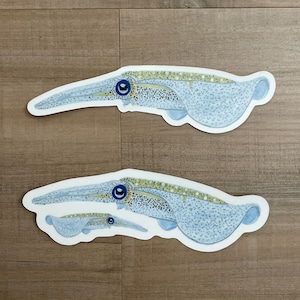 Bigfin Reef Squid Sticker