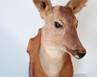 Rustieke Franse taxidermie hertenkop, vintage volwassene, taxidermie, Frans landhuis, curiosa kabinet, jachttrofee