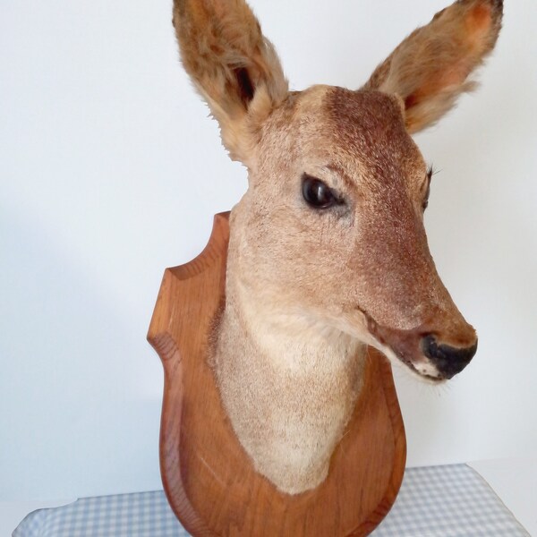 Rustic French Taxidermy Deer Head, Vintage Adult,Taxidermy, French Country House ,Curiosity cabinet,Hunting Trophy