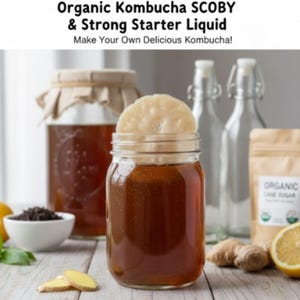 SCOBY de kombucha orgânica com chá inicial / Cultura de chá probiótico / Fermentação caseira