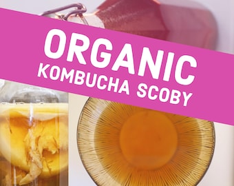 BIO KOMBUCHA SCOBY mit Starter Tee / Probiotische Teekultur/ Fermentation SELBER