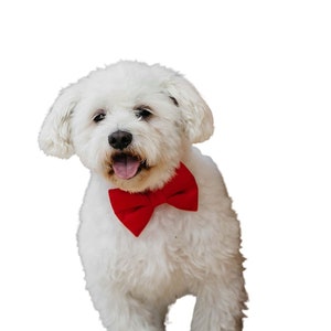 Bichon Frise Cute Dog Print