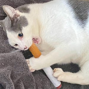Catnip Cigarettes
