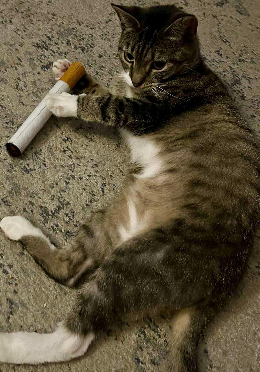 cigarette cat toy Big Ol' Felt Cigarette Handmade Cat Toy!