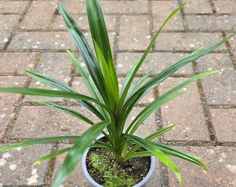 Pandan Live Plant