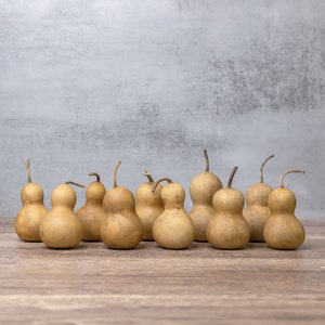 10 Dried Bottle Gourds - 2&quot; Diameter, Dried Gourds for Crafting and Decorating
