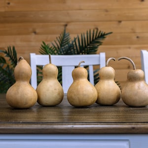 5 Dried Bottle Gourds - 3" Diameter