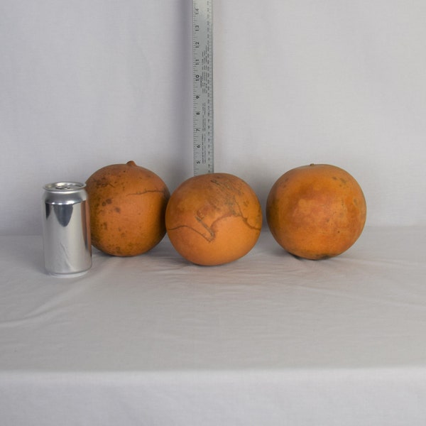 Box of 3 Dried Cannonball Gourds - 5" Diameter