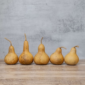 Box of 5 Dried Martin Gourds - 3&quot; Diameter