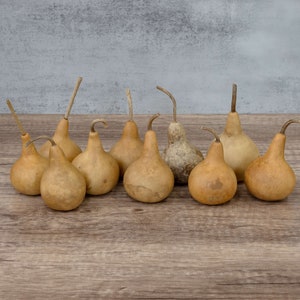 10 Small Martin Gourds - 2&quot; Diameter, Dried Gourds for Crafts and Decor