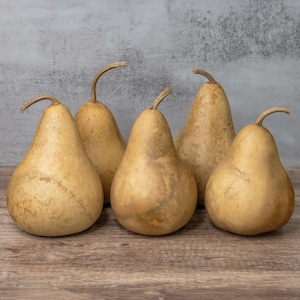 Box of 5 Dried Martin Gourds - 4&quot; Diameter