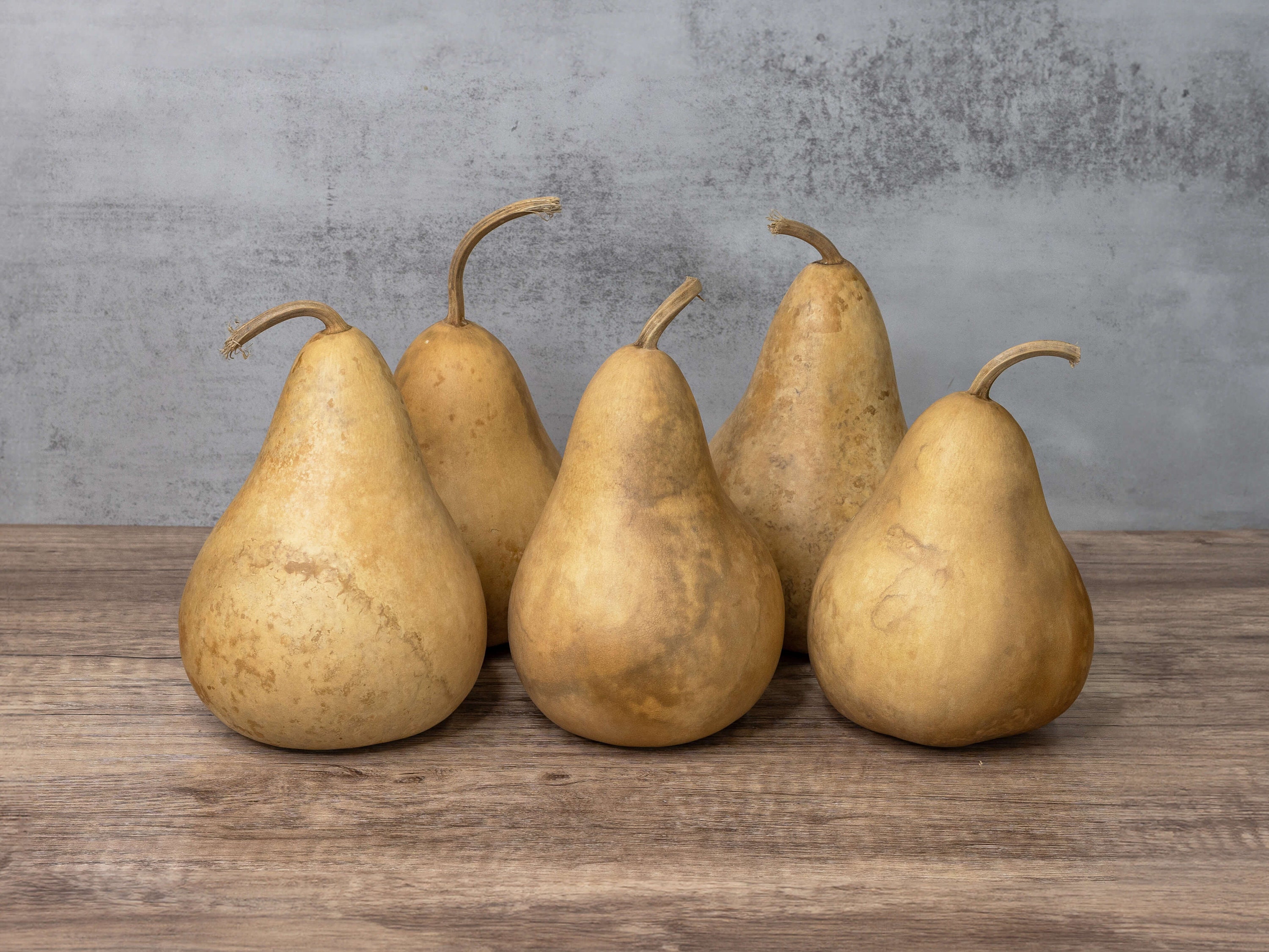 Box of 5 Dried Martin Gourds - 4" Diameter