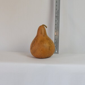Dried Hard Shell Martin Gourd - 6" Diameter