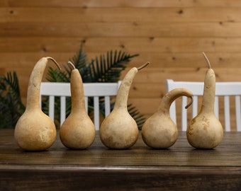 5 Dipper Gourds - 4" Diameter, Dried Gourds Ready for Crafting and Decorating