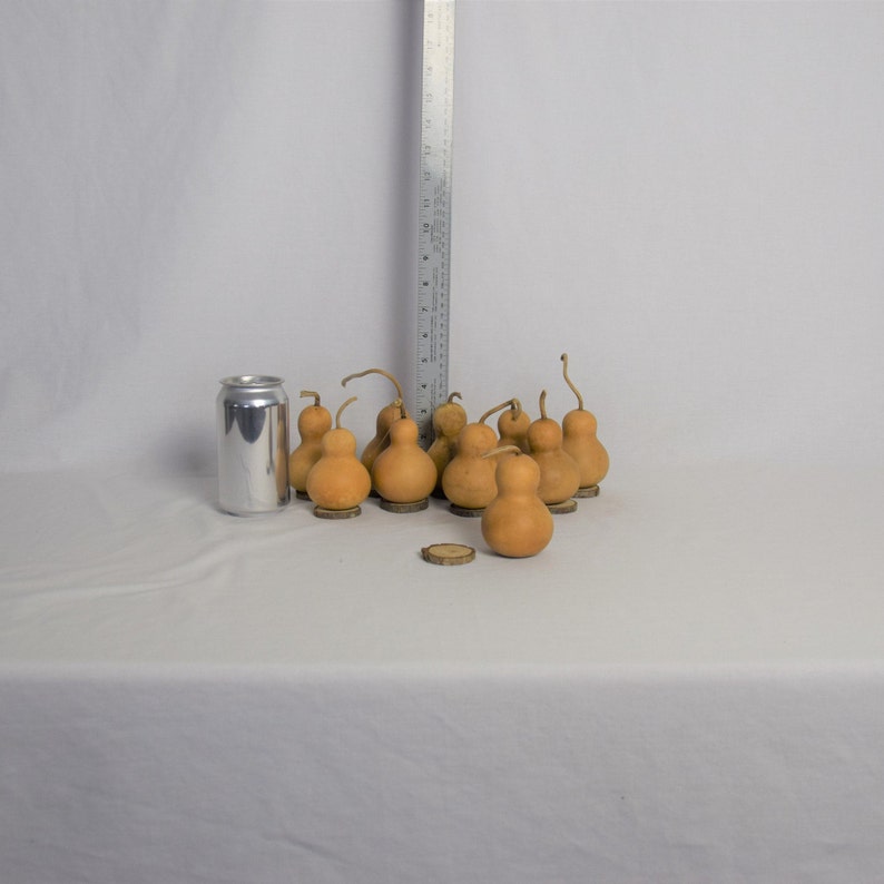 Box of 10 Dried Bottle Gourds 2 Diameter With Wood Etsy