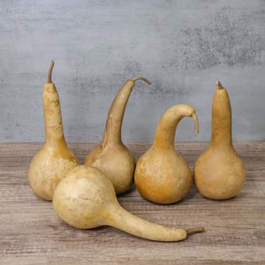 5 Dipper Gourds (3.5&quot; Diameter) - Dried Gourds for Crafts and Decorating