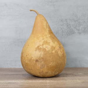 Dried Hard Shell Martin Gourd - 7&quot; Diameter