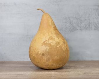 Dried Hard Shell Martin Gourd - 7" Diameter