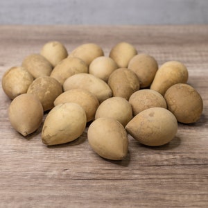 Box of 20 Large Dried Hard Shell Gourd Eggs