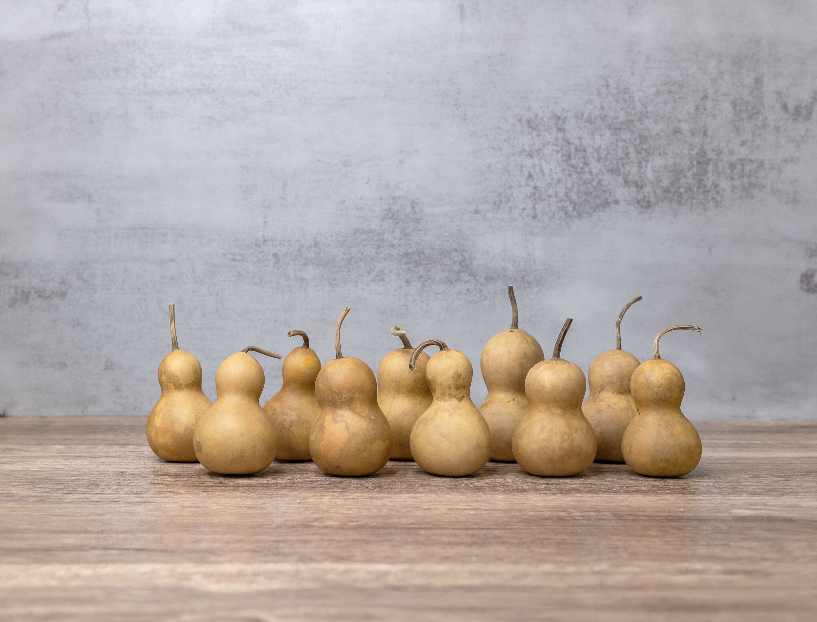 Décoration D’automne – Citrouille Séchée Teintée Primitive – Déco Thanksgiving Et Halloween – Style Rustique Naturel