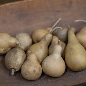 May include: A wooden bowl filled with a collection of gourds in various shapes and sizes. The gourds are a light brown color with a smooth, slightly textured surface.