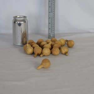 20 Spinner Gourds (Small) - Dried Gourds for Crafts and Decor