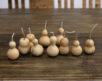 10 Dried Bottle Gourds - 2" Diameter