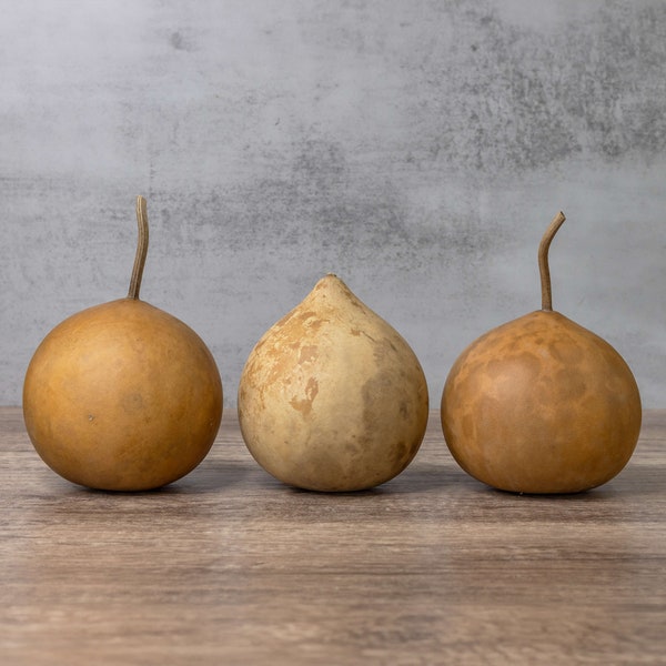 3 Dried Cannonball Gourds - 4" Diameter