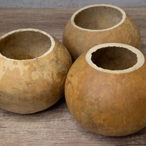 Example of how our 6-inch gourd bowl can be cut on the top.