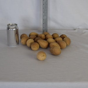 May include: A group of approximately 20 tan-colored gourds of various sizes are scattered on a white surface. A silver can is to the left of the gourds, and a ruler is to the right.