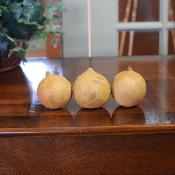 Box of 3 Dried Cannonball Gourds - 3" Diameter