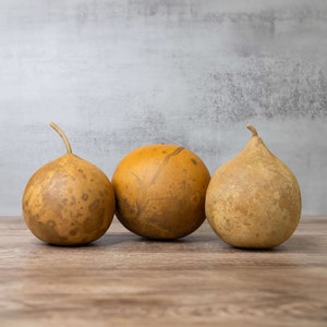 May include: Three dried gourds, two with stems, are arranged in a row on a wooden surface. The gourds are a light brown color with a mottled texture.