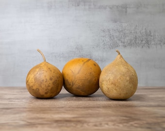 Box of 3 Dried Cannonball Gourds - 5&quot; Diameter