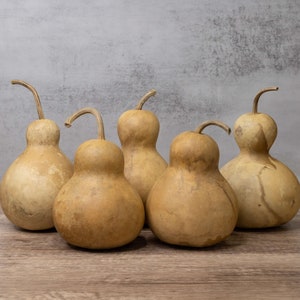 5 Bottle Gourds - 4&quot; Diameter, Dried Gourds for Crafting and Decorating