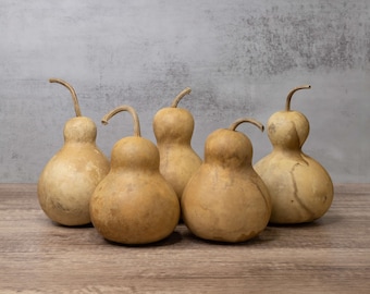 5 Bottle Gourds - 4&quot; Diameter, Dried Gourds for Crafting and Decorating