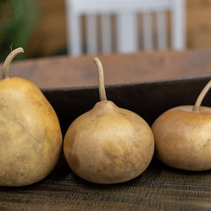 Dried Gourds Mixed Bundle: Crafting & Fall Decor (5 inch)
