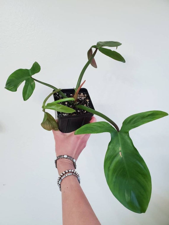 Philodendron Tripartitum Etsy