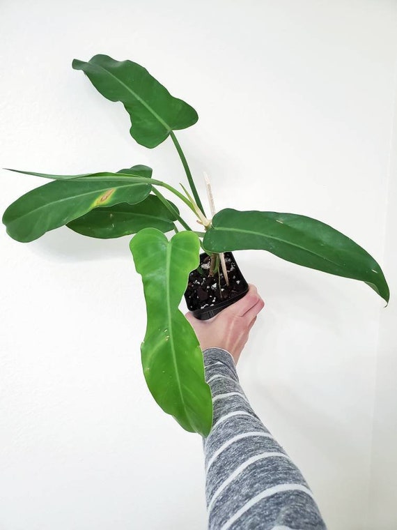 Philodendron X Jerry Horne Etsy
